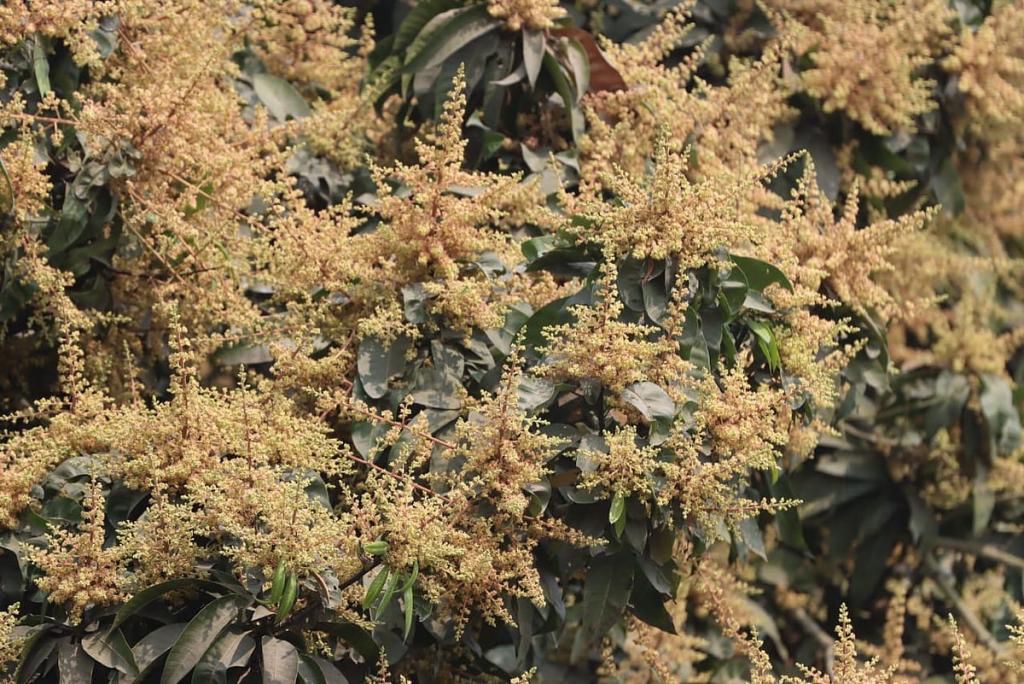 মুগ্ধতা ছড়াচ্ছে হাঁড়িভাঙার মুকুল