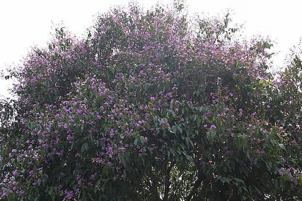 লাগানো হবে ২৫ কোটি গাছ, অগ্রাধিকার দেশীয় প্রজাতিতে