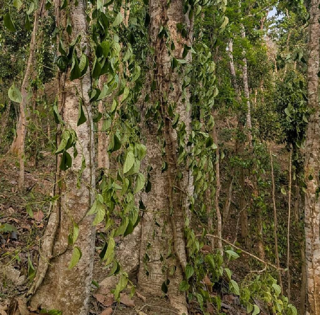 কুলাউড়ায় খাসিয়াপুঞ্জিতে এক চাষির সহস্রাধিক পানগাছ কর্তন