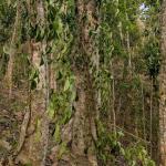 কুলাউড়ায় খাসিয়াপুঞ্জিতে এক চাষির সহস্রাধিক পানগাছ কর্তন