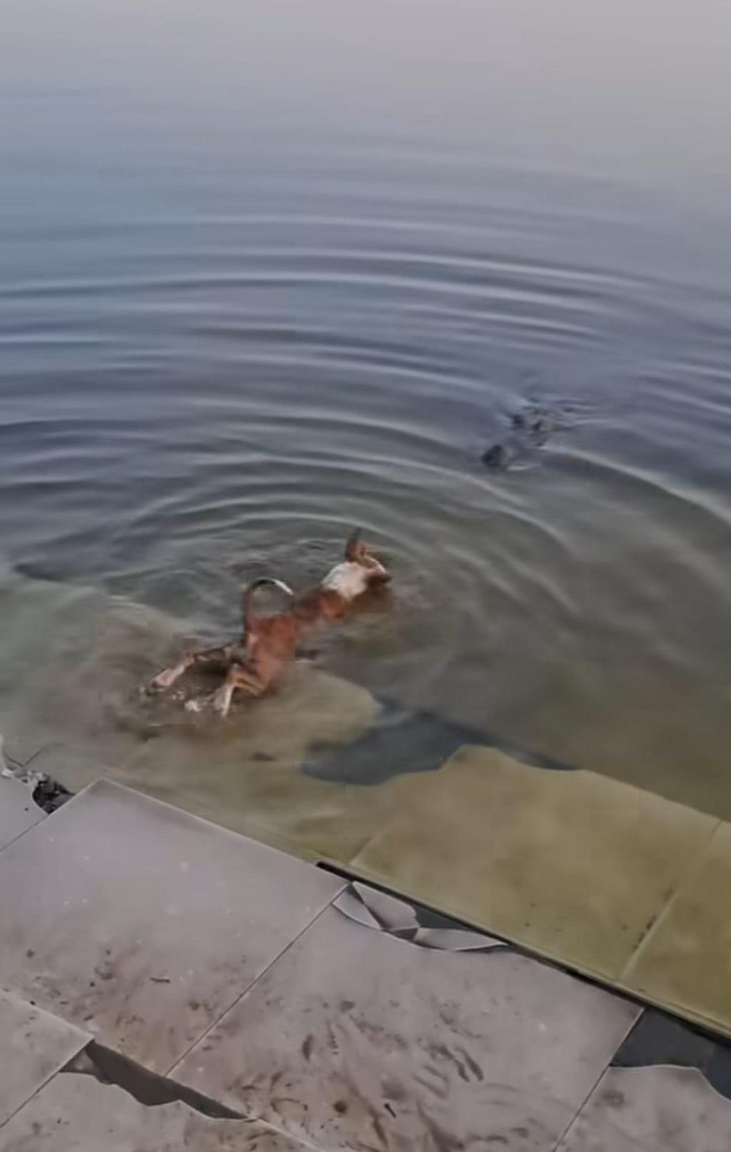 কুকুরকে কুমিরের সামনে ফেলা হয়েছিল? ভাইরাল ভিডিও নিয়ে নানামুখী প্রতিক্রিয়া