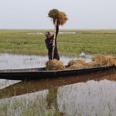 হাওরপারে এবার ধানের ভালো ফলন, তবে দামে মন খারাপ কৃষকের
