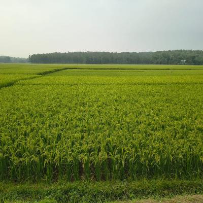 গারো পাহাড়ের ঢালে দিগন্তজোড়া ধানখেত, বন্য হাতির আক্রমণের শঙ্কায় কৃষকেরা