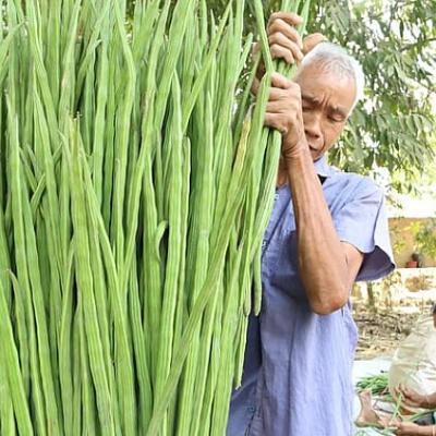 ট্যাপের পানি থেকে ৯৮ শতাংশ মাইক্রোপ্লাস্টিক দূর করে শজনে
