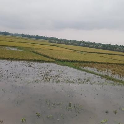 ‘খোরাকির ধানও কাটতে পারলাম না, কীবায় চলবাম?’