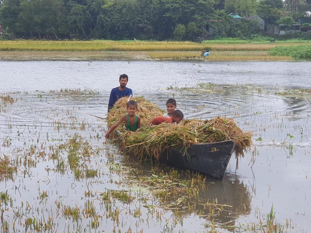 হাওরে ২ হাজার টাকা মজুরিতেও মিলছে না ধান কাটার শ্রমিক, হারভেস্টারের ভাড়া চার গুণ