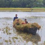 হাওরে ২ হাজার টাকা মজুরিতেও মিলছে না ধান কাটার শ্রমিক, হারভেস্টারের ভাড়া চার গুণ