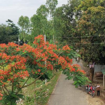 এক সড়কেই দেড় হাজার কৃষ্ণচূড়াগাছ, কোথায় গেলে দেখা মিলবে