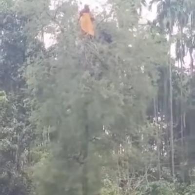 রাতে নিখোঁজ গৃহবধূকে সকালে পাওয়া গেল গাছের মগডালে, কৌতূহলীদের ভিড়