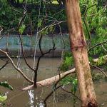 কালবৈশাখীর তাণ্ডবে জয়পুরহাটে বিদ্যুৎহীন ৭৫ গ্রাম, দুর্ভোগে ৩০ হাজার গ্রাহক