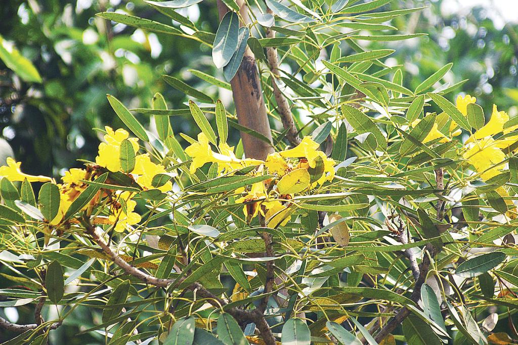 চারুকলার দুই ফুল