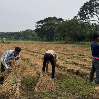 শ্রমিকসংকটের দিনে কৃষকের ধান কেটে দিচ্ছে শিক্ষার্থীরা, করছে বাড়তি আয়