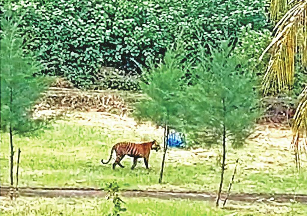 সুন্দরবনে বাঘের শরীরে সংক্রমণ, কী প্রভাব পড়বে