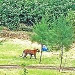 সুন্দরবনে বাঘের শরীরে সংক্রমণ, কী প্রভাব পড়বে