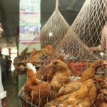 সোনালি মুরগির দাম ৫২% বেড়েছে, বিক্রি ৪২০-৪৩০ টাকা দরে